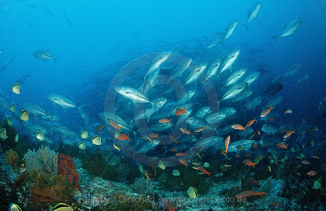 Putz-Falterfische und Stachelmakrelen, Johnrandallia nigrirostris, Caranx sexfasciatus, Cortezsee, Niederkalifornien, La Paz, Mexiko