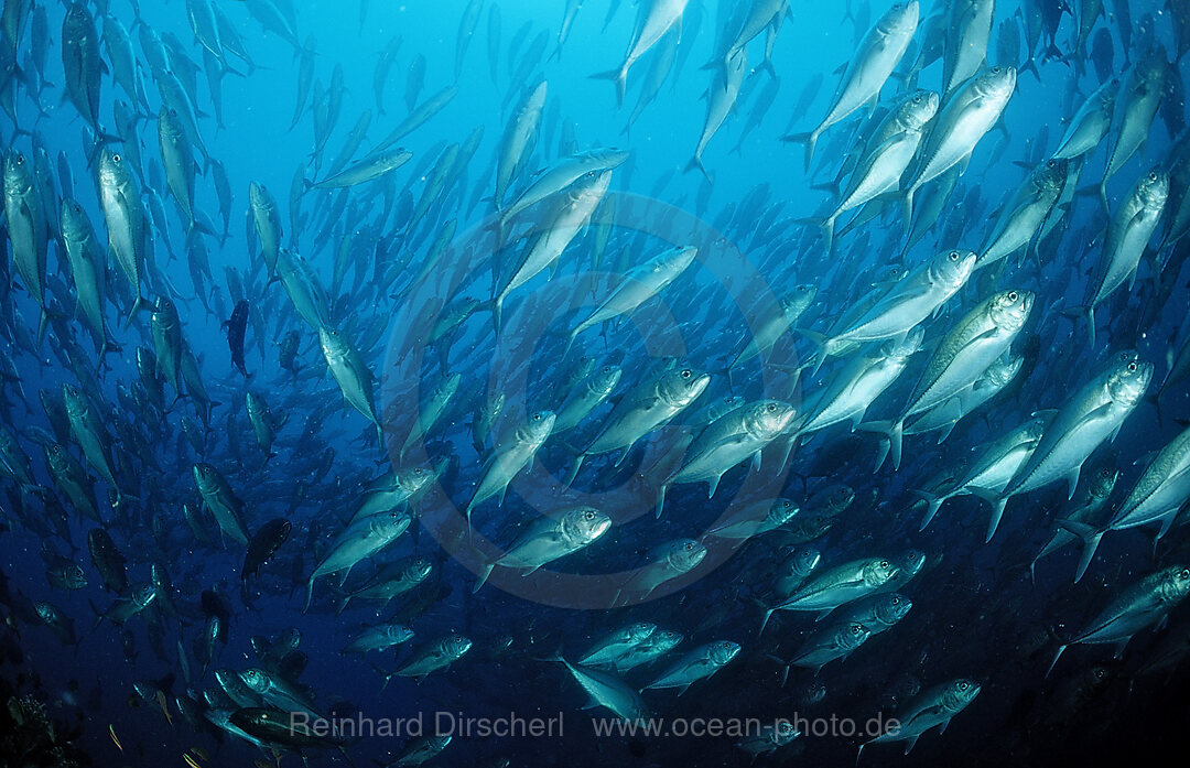 Grossaugen-Stachelmakrelen, Caranx sexfasciatus, Cortezsee, Niederkalifornien, La Paz, Mexiko