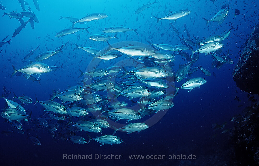 Grossaugen-Stachelmakrelen, Caranx sexfasciatus, Cortezsee, Niederkalifornien, La Paz, Mexiko