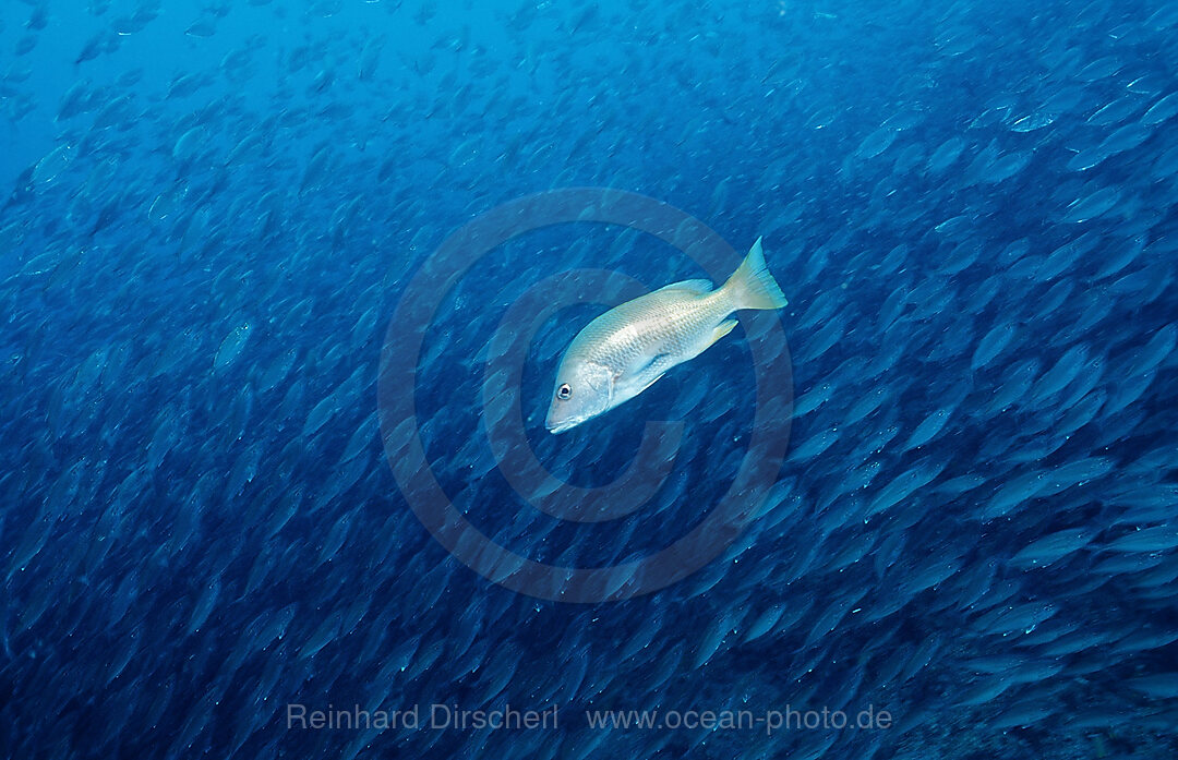 Schnapper vor Fischschwarm