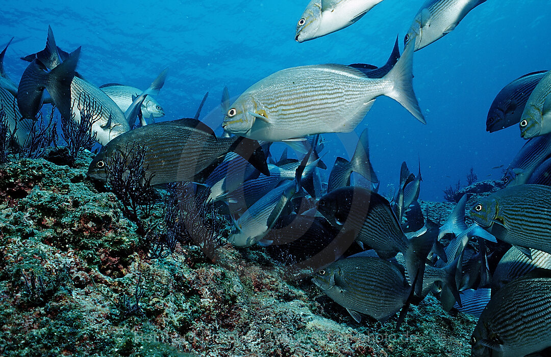 Kaninchenfische, Siganus sp., Cortezsee, Niederkalifornien, La Paz, Mexiko