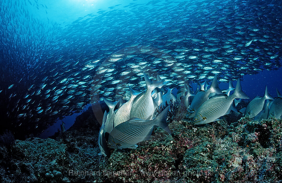 Kaninchenfische und Makrelenschwarm, Siganus sp., Macarela estornino, Scomber japonicus, Cortezsee, Niederkalifornien, La Paz, Mexiko