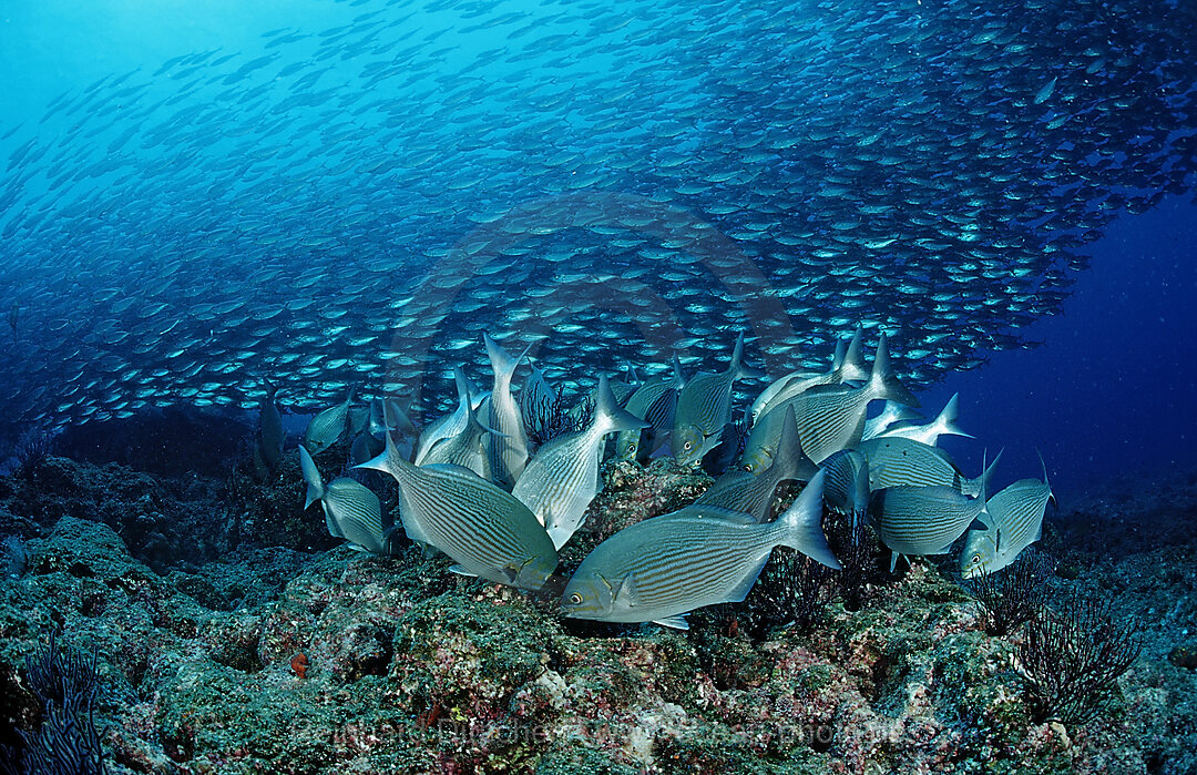 Kaninchenfische und Makrelenschwarm, Siganus sp., Macarela estornino, Scomber japonicus, Cortezsee, Niederkalifornien, La Paz, Mexiko