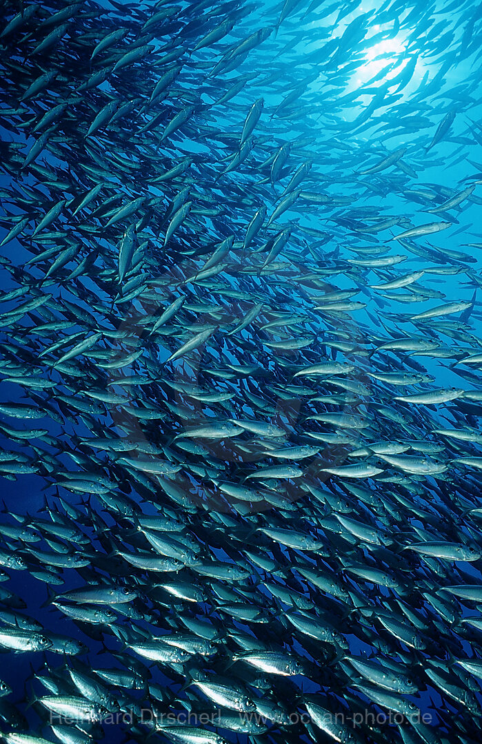 Makrelenschwarm, Macarela estornino, Scomber japonicus, Cortezsee, Niederkalifornien, La Paz, Mexiko