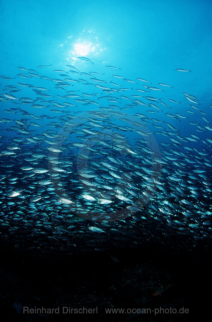 Makrelenschwarm, Macarela estornino, Scomber japonicus, Cortezsee, Niederkalifornien, La Paz, Mexiko