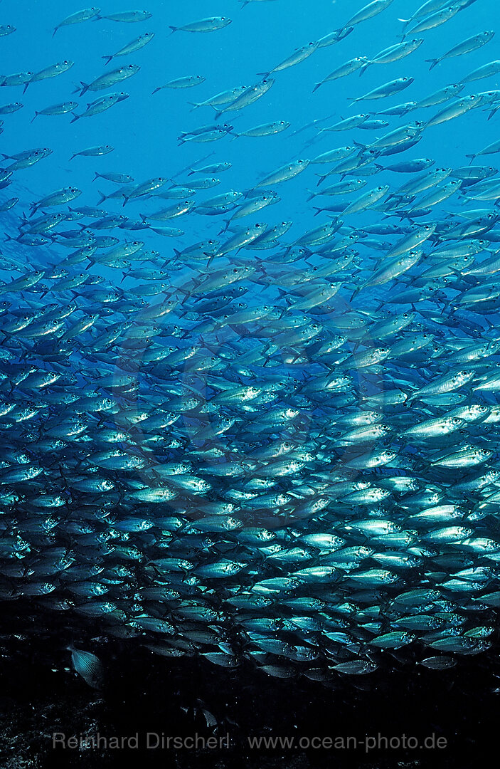Schooling Pacific chub mackerel