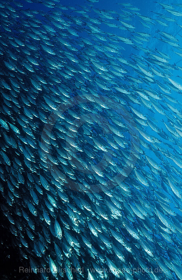 Makrelenschwarm, Macarela estornino, Scomber japonicus, Cortezsee, Niederkalifornien, La Paz, Mexiko