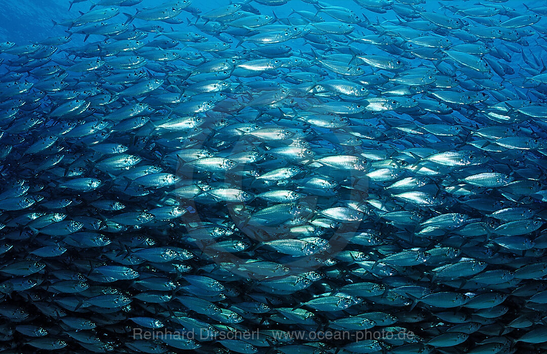 Schooling Pacific chub mackerel