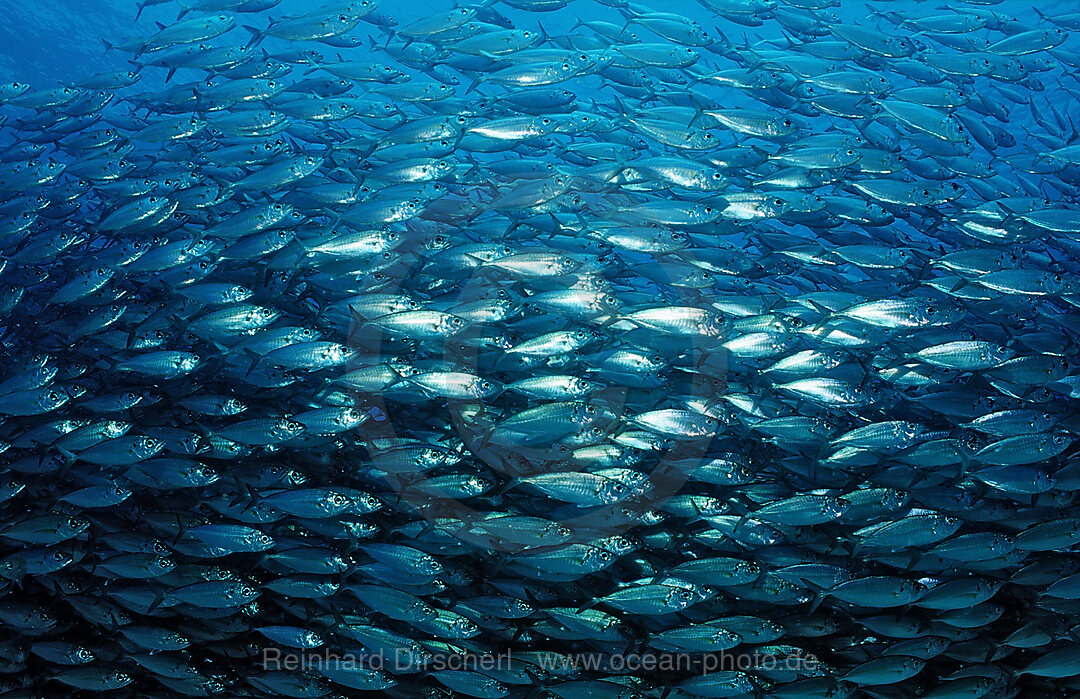 Makrelenschwarm, Macarela estornino, Scomber japonicus, Cortezsee, Niederkalifornien, La Paz, Mexiko