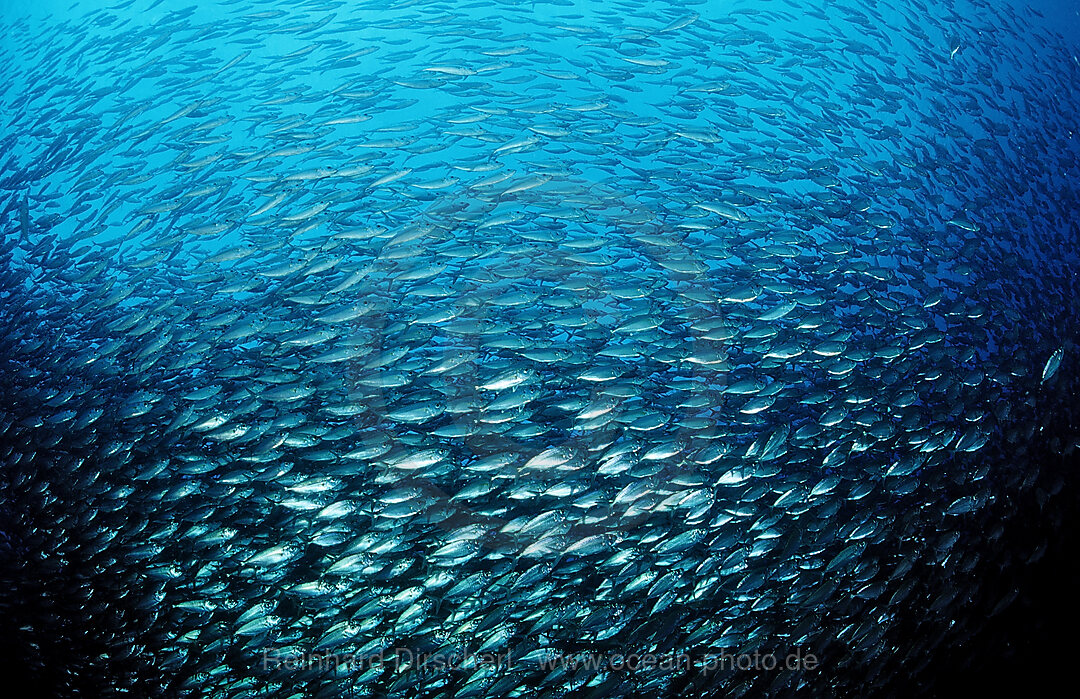 Makrelenschwarm, Macarela estornino, Scomber japonicus, Cortezsee, Niederkalifornien, La Paz, Mexiko