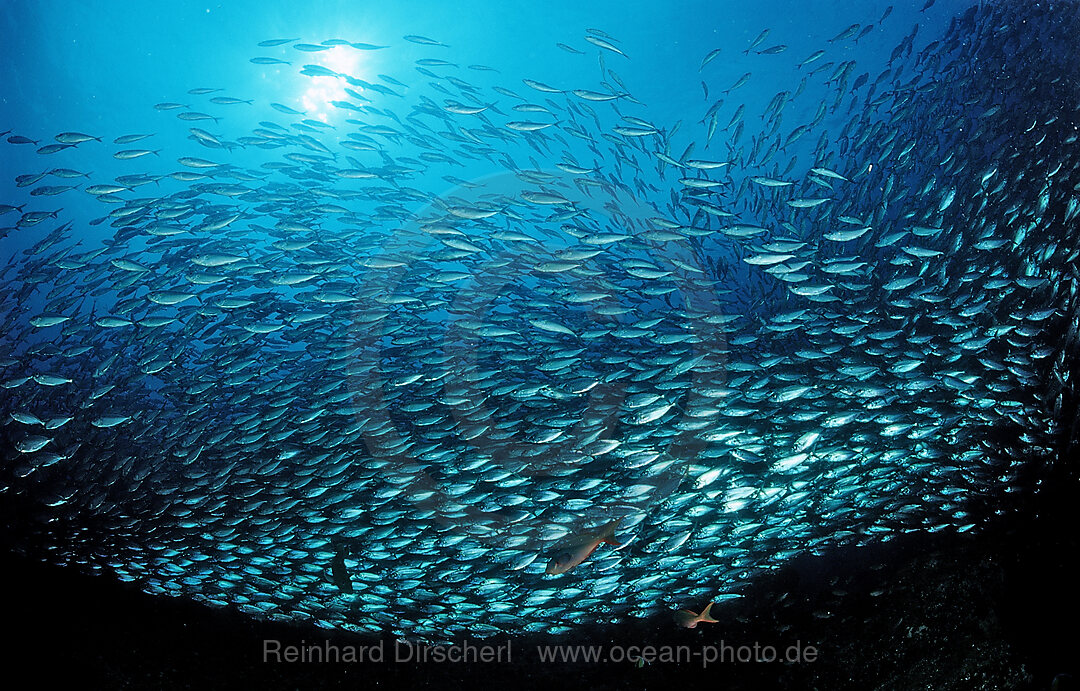 Schooling Pacific chub mackerel