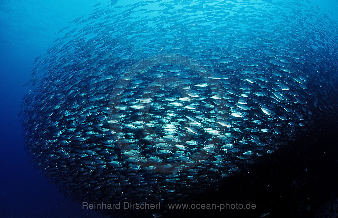 Schooling Pacific chub mackerel