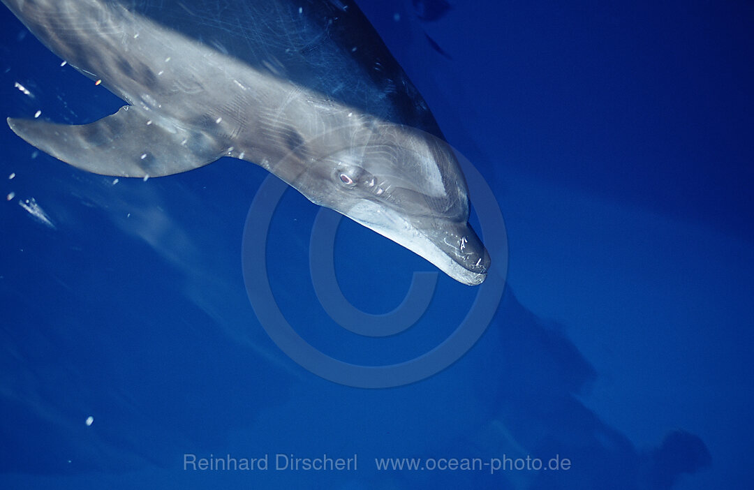 bottlenose dolphin