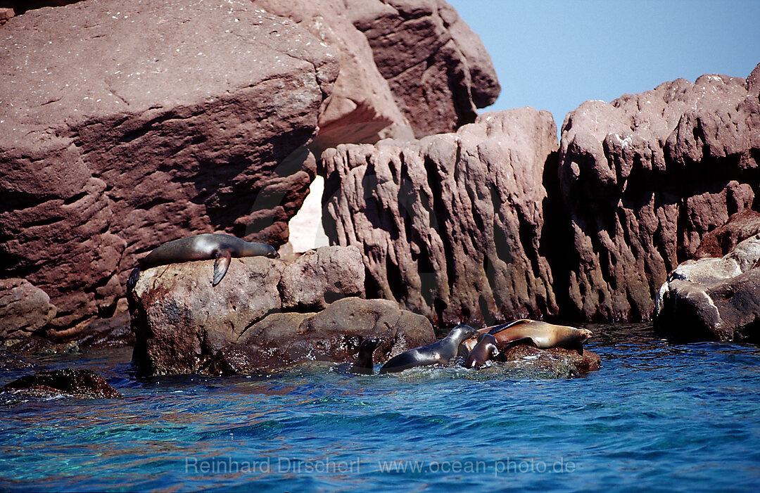 Californian Sea Lion on Island