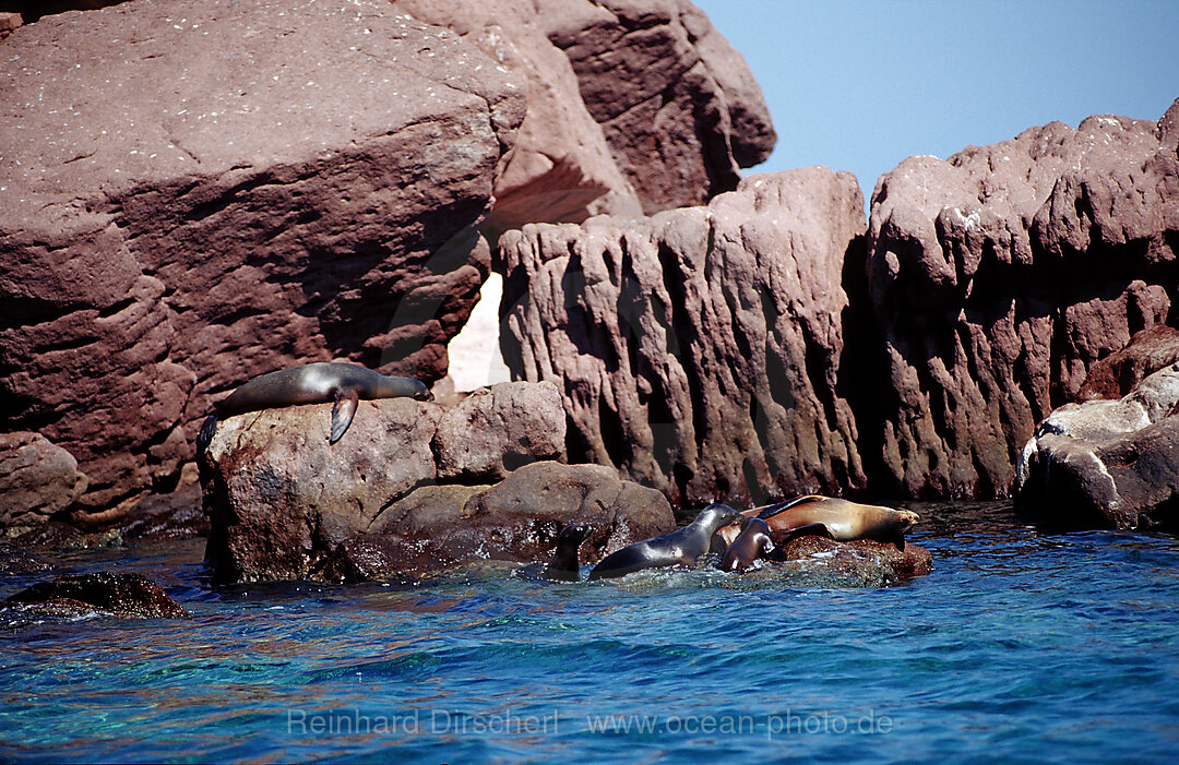 Kalifornischer Seeloewen auf Insel, Zalophus californianus, Cortezsee, Niederkalifornien, La Paz, Mexiko