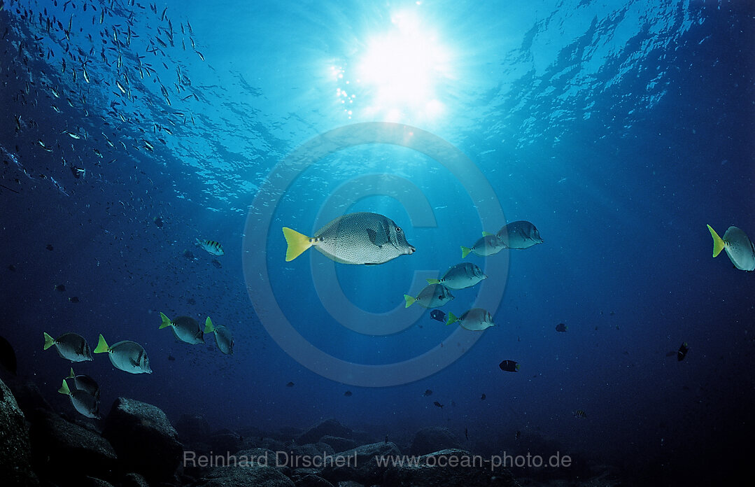 Gelbschwanz-Doktorfisch im Gegenlicht, Prionurus laticlavius, Cortezsee, Niederkalifornien, La Paz, Mexiko