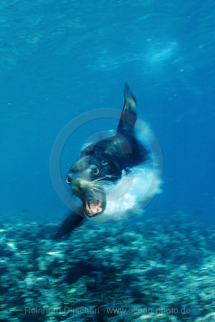 Angreifender Kalifornischer Seeloewe, Zalophus californianus, Cortezsee, Niederkalifornien, La Paz, Mexiko