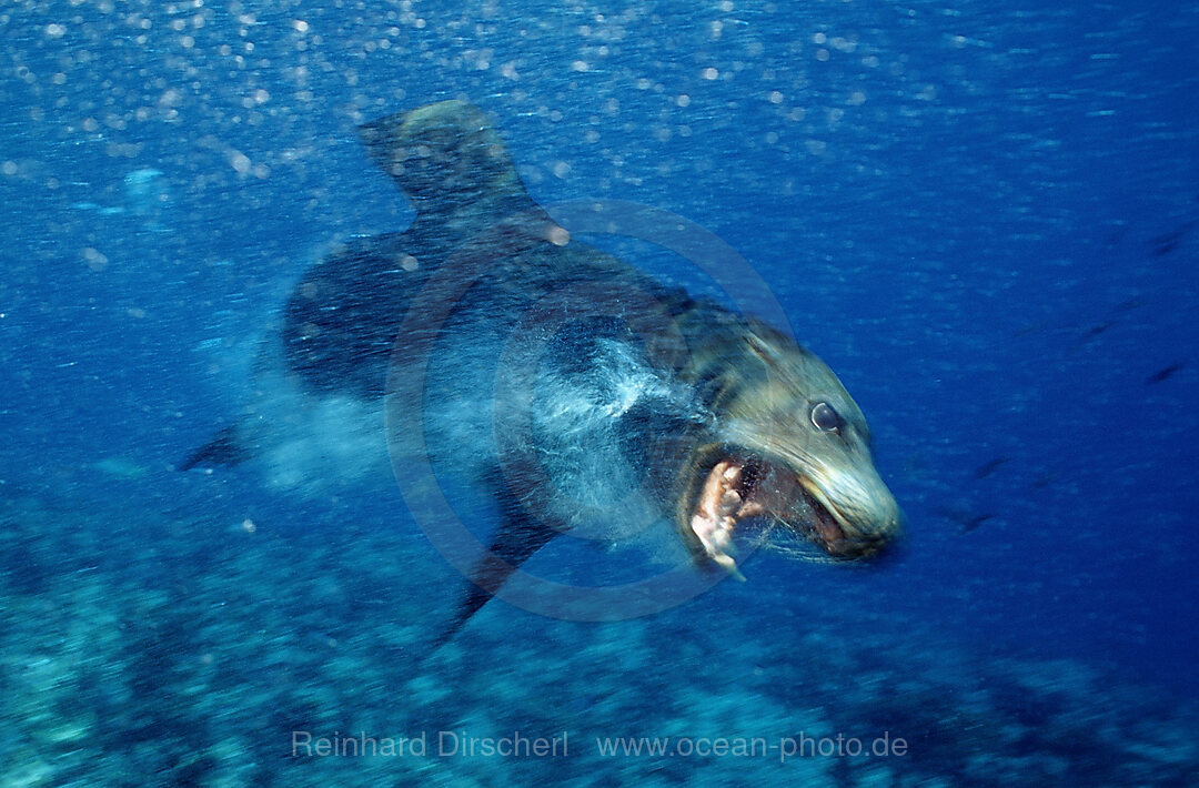 Attacking Californian Sea Lion, Zalophus californianus, Sea of Cortez, Baja California, La Paz, Mexico