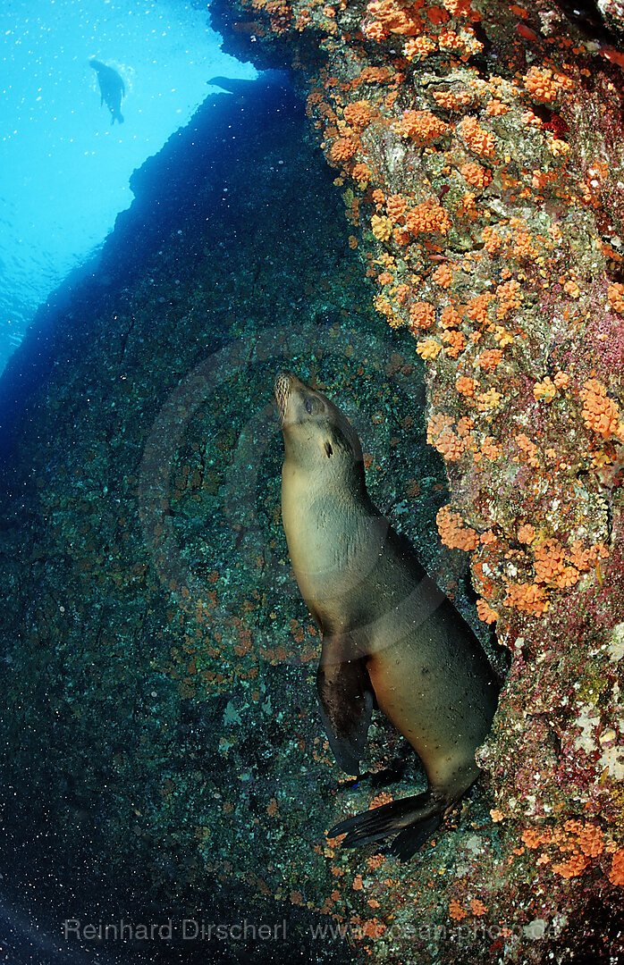 Kalifornischer Seeloewe, Zalophus californianus, Cortezsee, Niederkalifornien, La Paz, Mexiko