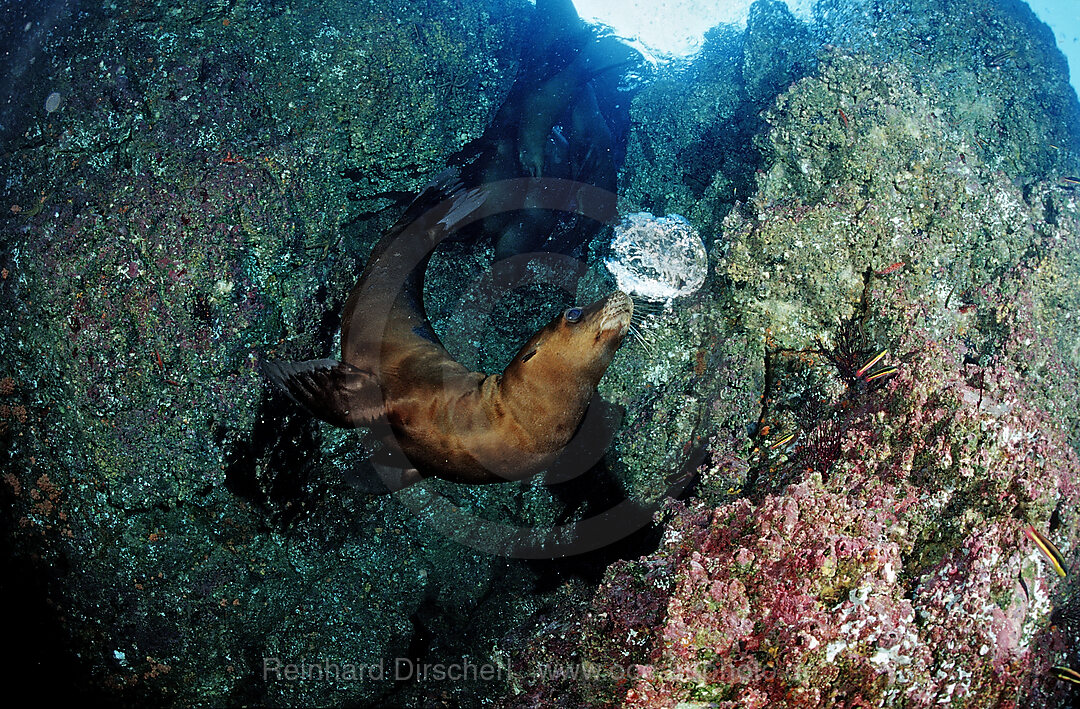 Kalifornischer Seeloewe, Zalophus californianus, Cortezsee, Niederkalifornien, La Paz, Mexiko