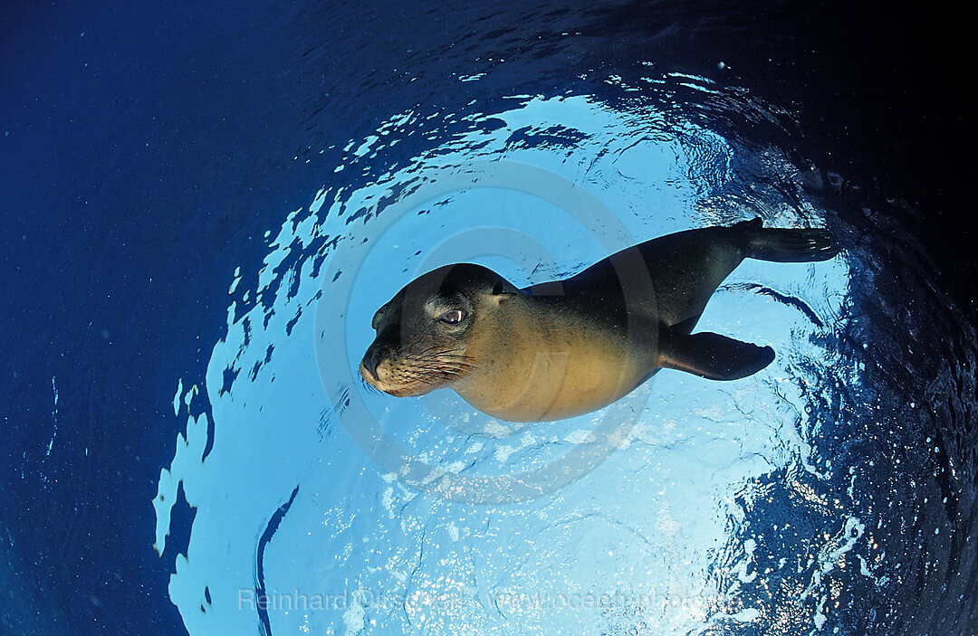 Kalifornischer Seeloewe, Zalophus californianus, Cortezsee, Niederkalifornien, La Paz, Mexiko