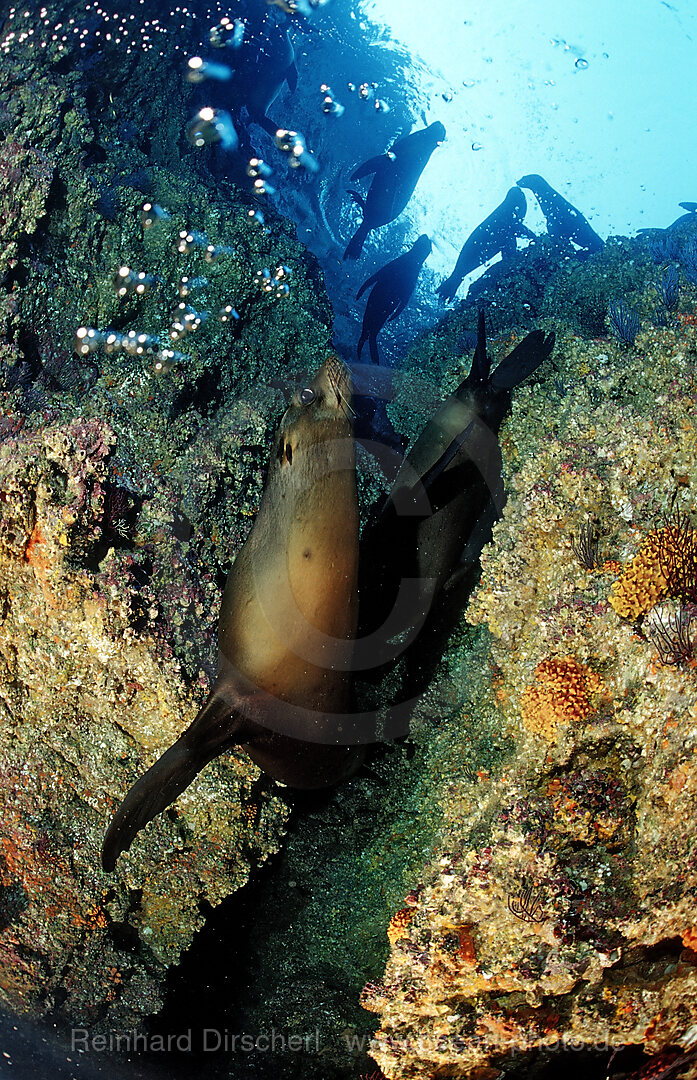 Californian Sea Lion