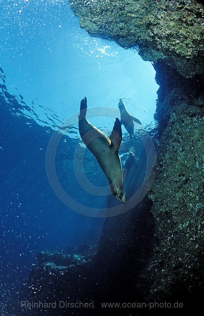 Kalifornischer Seeloewe, Zalophus californianus, Cortezsee, Niederkalifornien, La Paz, Mexiko