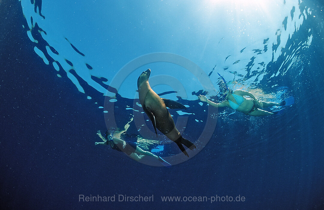 Californian Sea Lion and scin diver, Zalophus californianus, Sea of Cortez, Baja California, La Paz, Mexico