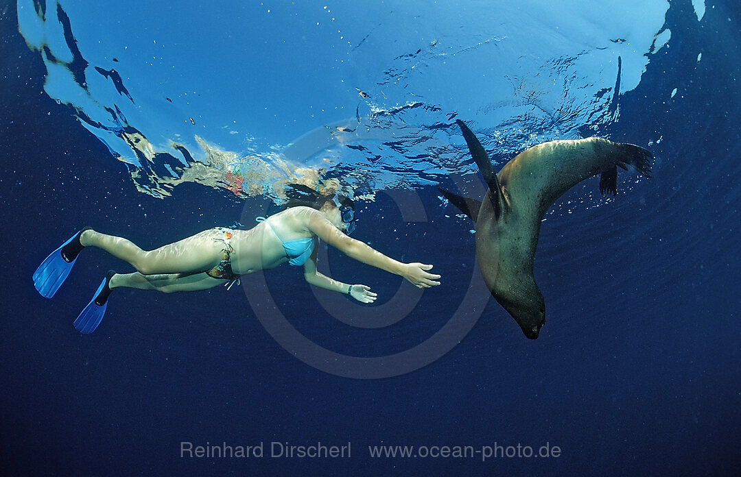Californian Sea Lion and scin diver