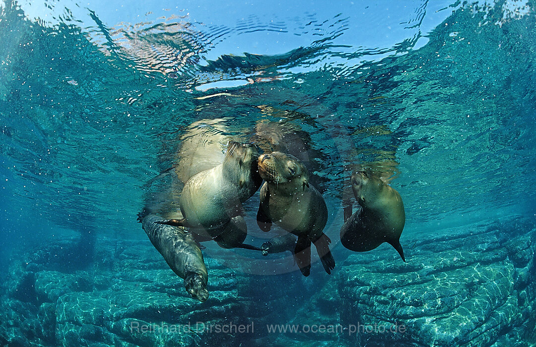 Californian Sea Lion