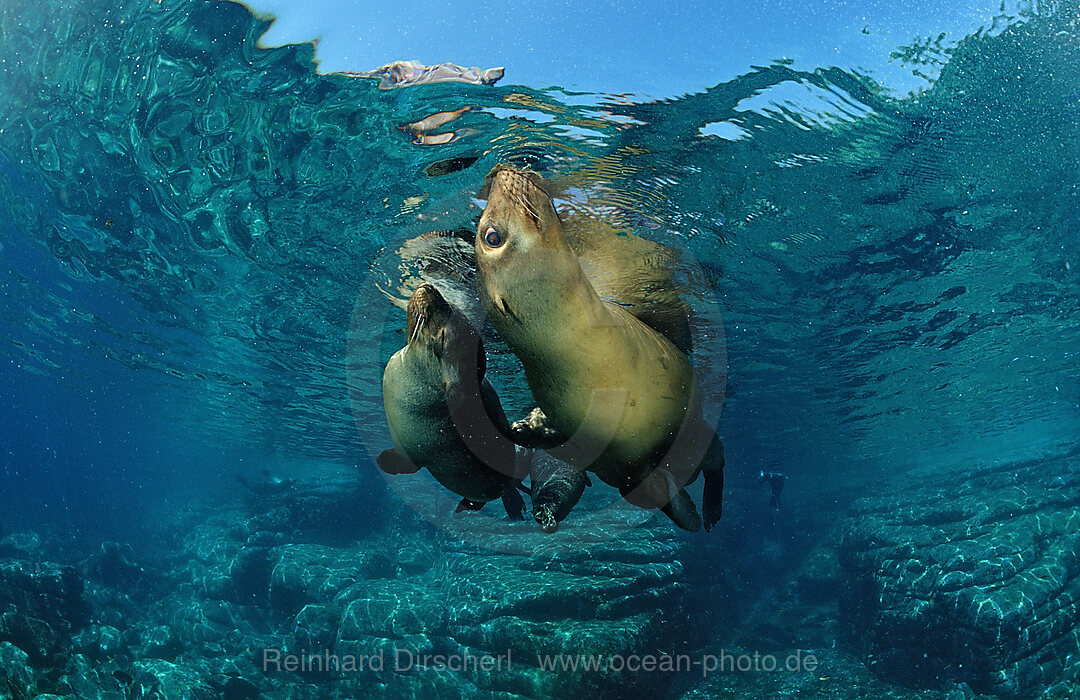 Californian Sea Lion