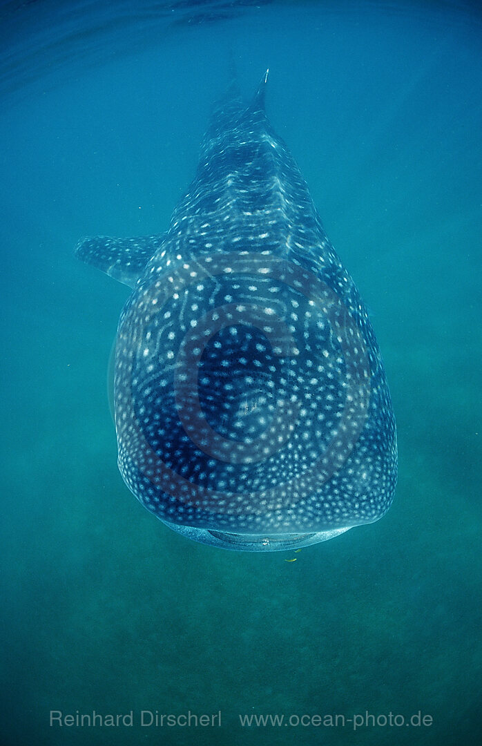 Walhai, Rhincodon thypus, Cortezsee, Niederkalifornien, La Paz, Mexiko