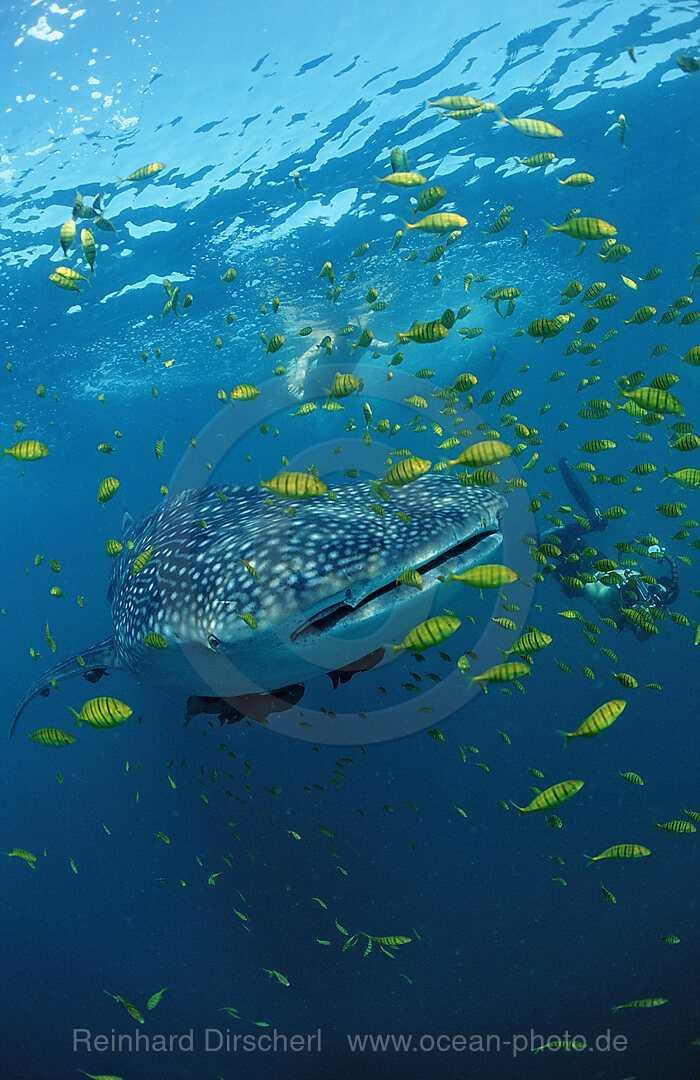 Whale shark