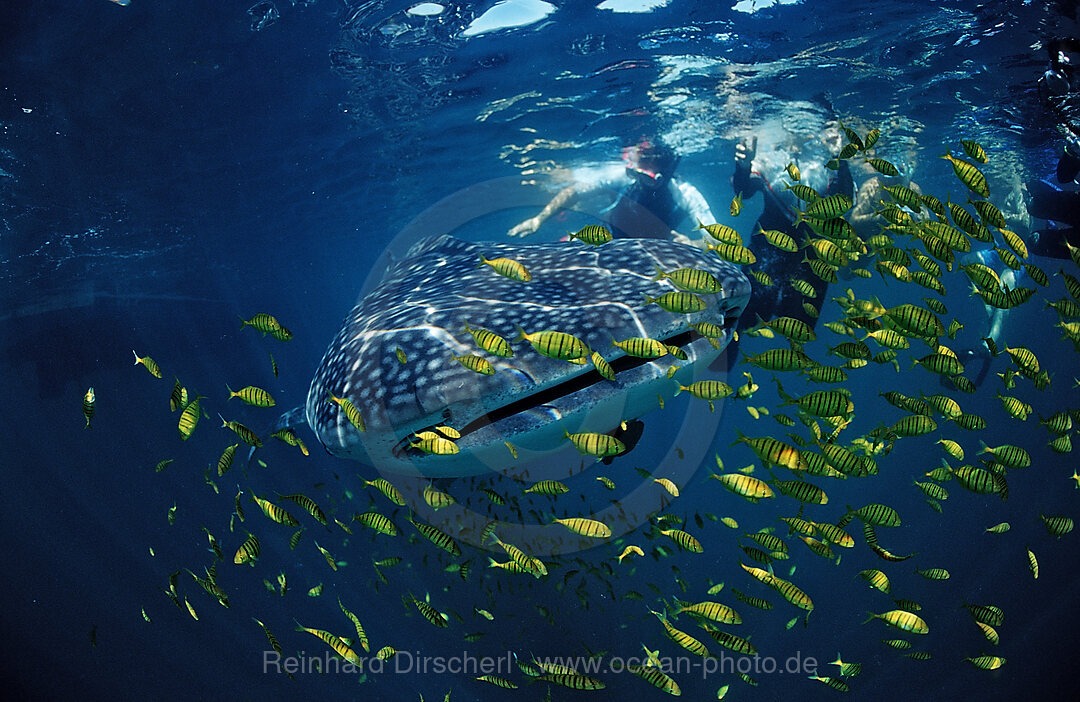 Whale shark
