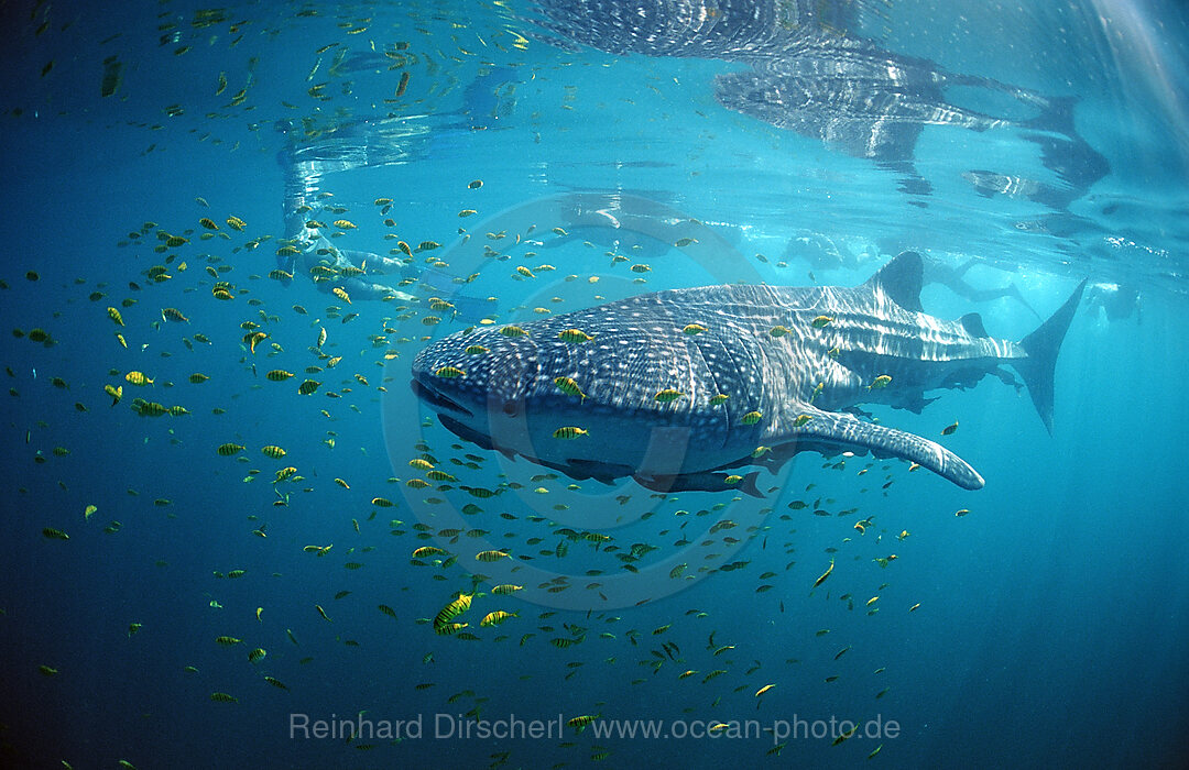 Walhai, Rhincodon thypus, Cortezsee, Niederkalifornien, La Paz, Mexiko