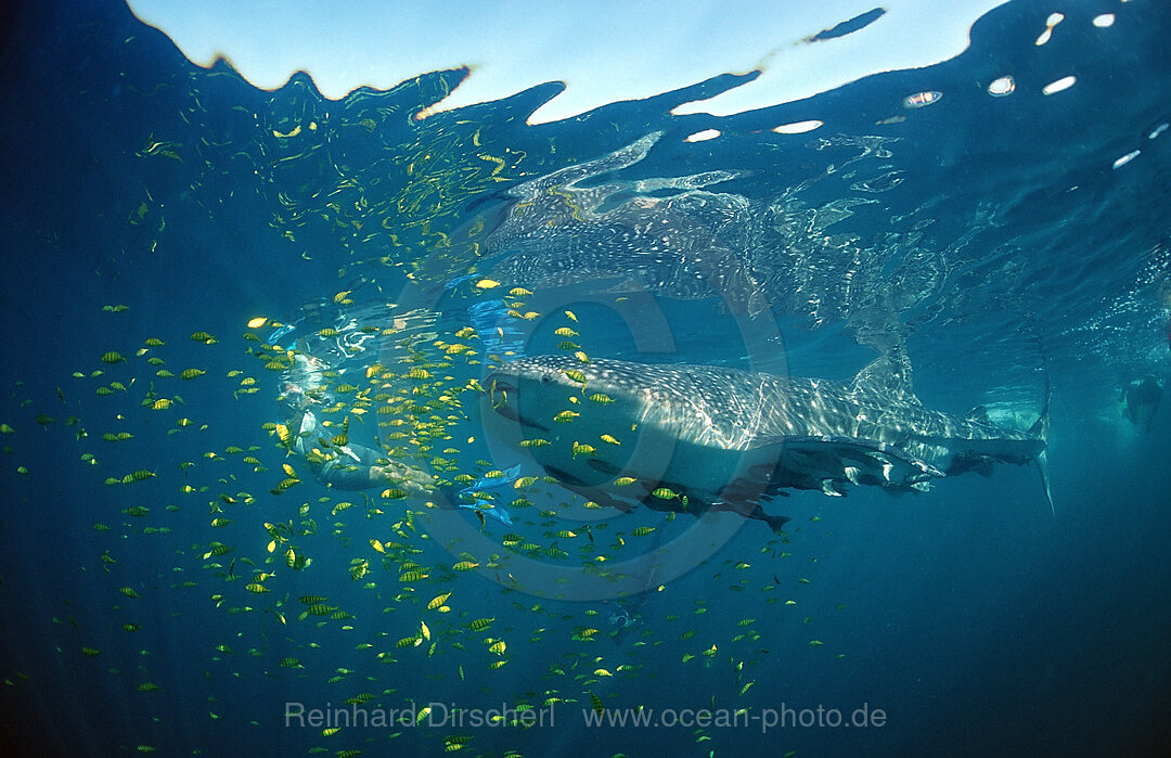 Walhai, Rhincodon thypus, Cortezsee, Niederkalifornien, La Paz, Mexiko