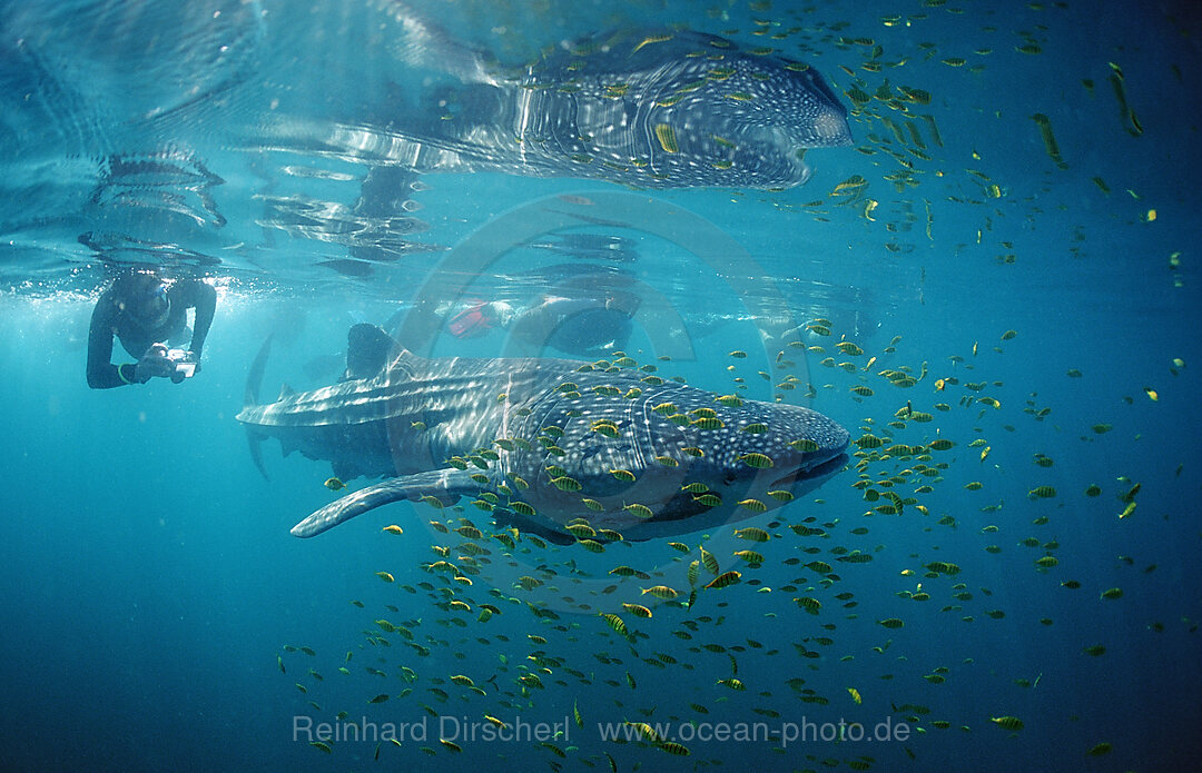 Walhai, Rhincodon thypus, Cortezsee, Niederkalifornien, La Paz, Mexiko