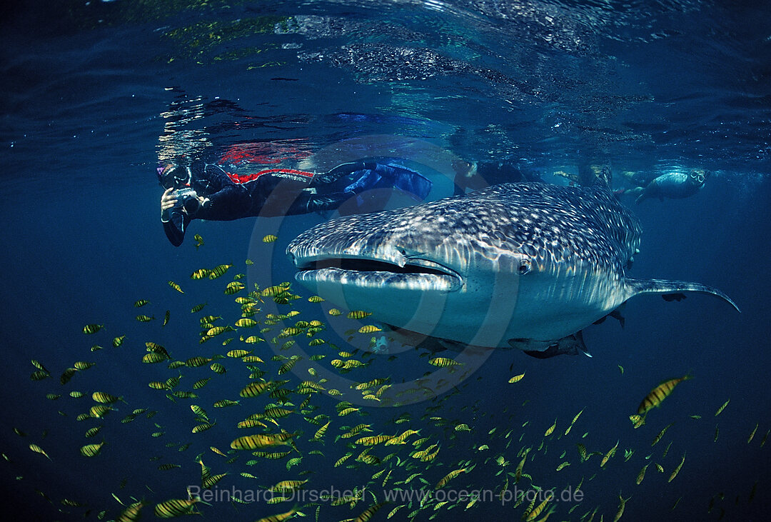 Whale shark