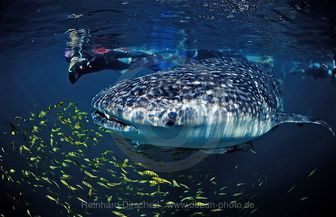 Whale shark