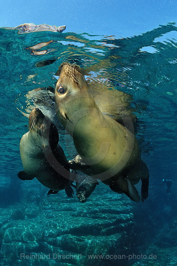 Californian Sea Lion, Zalophus californianus, Sea of Cortez, Baja California, La Paz, Mexico