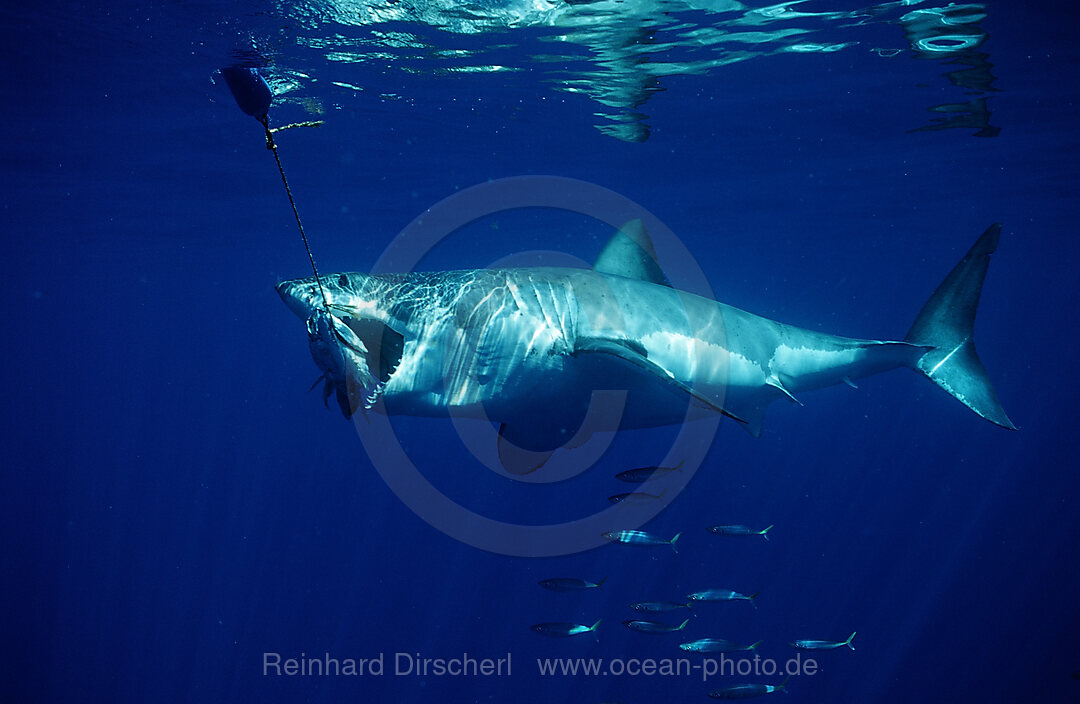 Great White Shark eating fish, Carcharodon carcharias, Pacific Ocean, Farallon Island, San Francisco Bay, USA, California