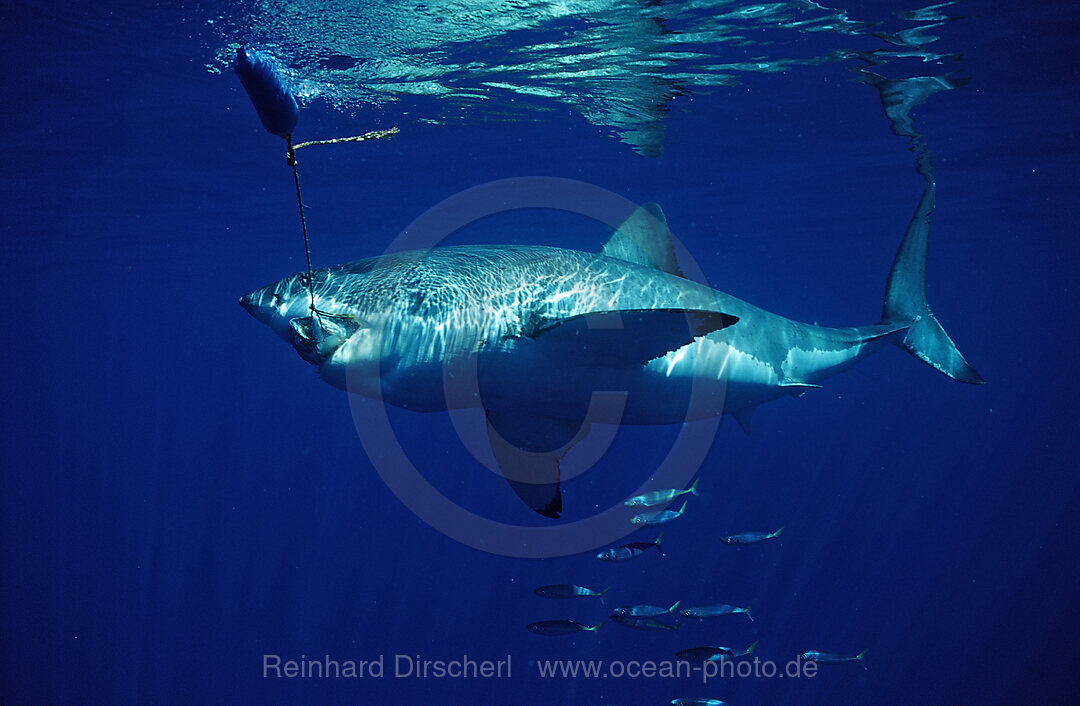 Great White Shark eating fish, Carcharodon carcharias, Pacific Ocean, Farallon Island, San Francisco Bay, USA, California