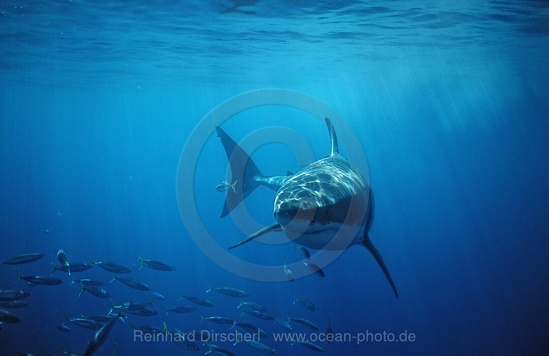 Great White Shark, Carcharodon carcharias, Pacific Ocean, Farallon Island, San Francisco Bay, USA, California