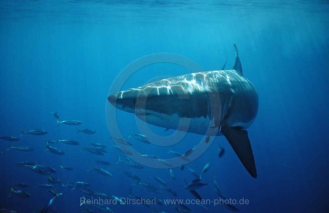 Great White Shark, Carcharodon carcharias, Pacific Ocean, Farallon Island, San Francisco Bay, USA, California