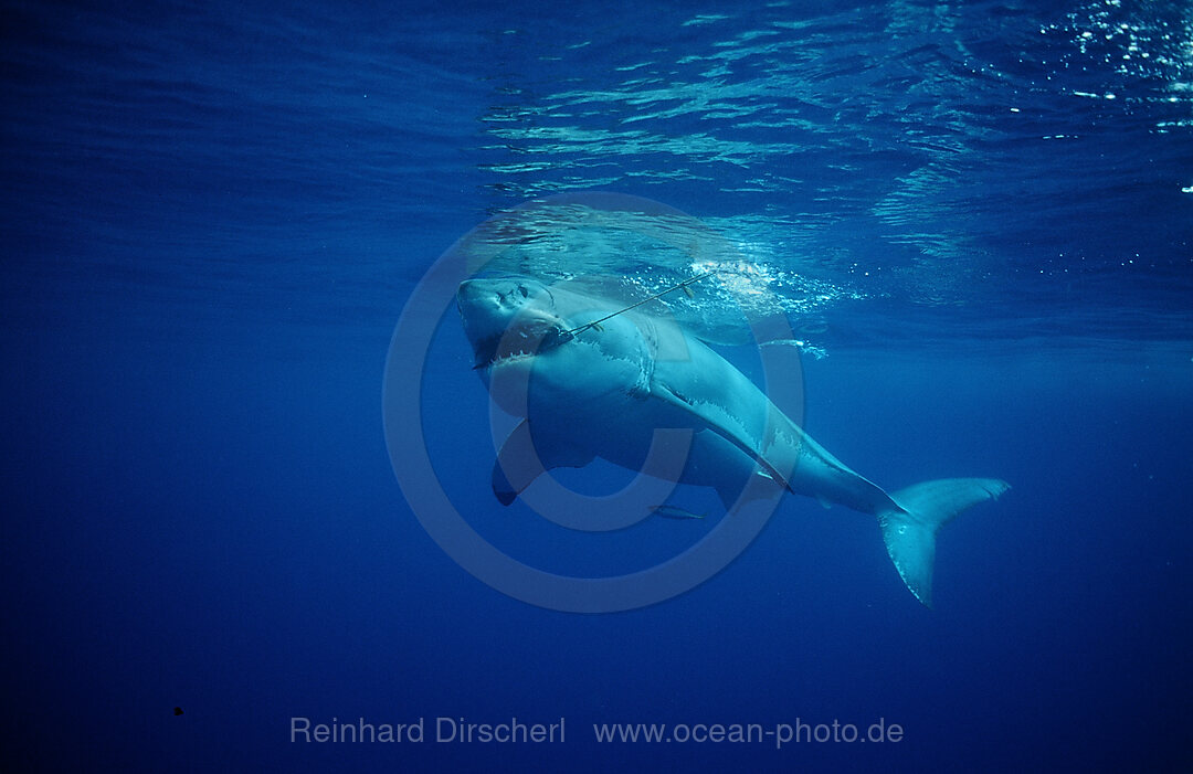 Weisser Hai, Carcharodon carcharias, Pazifischer Ozean, Farallon Inseln, San Francisco Bay, USA, Kalifornien