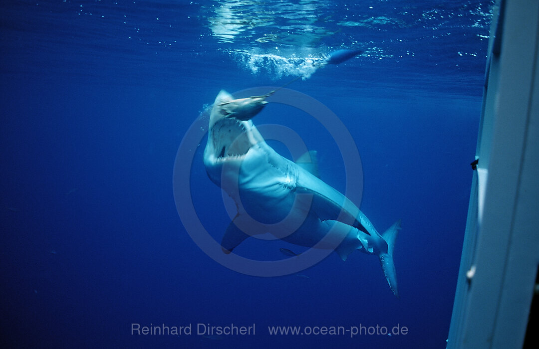 Great White Shark eating fish