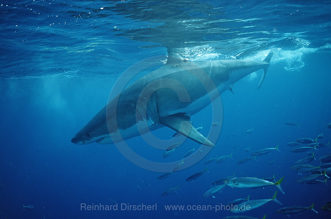 Weisser Hai, Carcharodon carcharias, Pazifischer Ozean, Farallon Inseln, San Francisco Bay, USA, Kalifornien