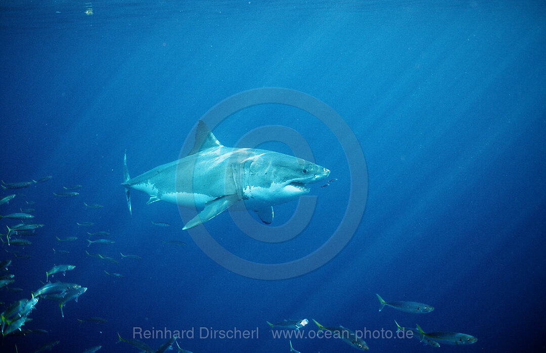 Great White Shark