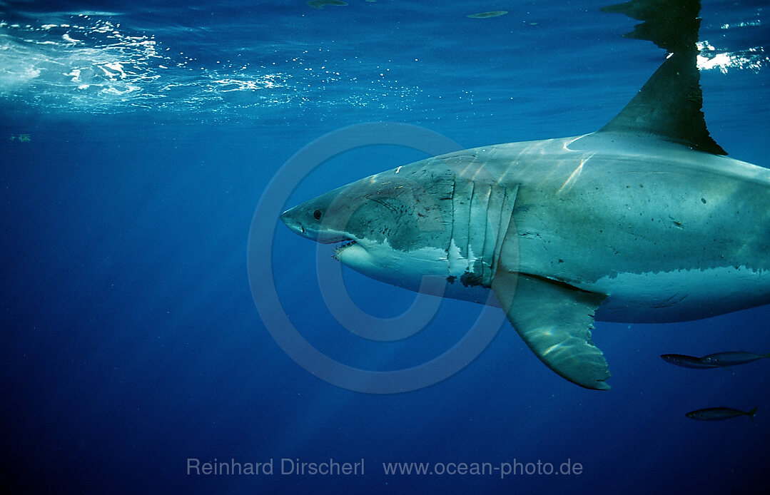 Great White Shark, Carcharodon carcharias, Pacific Ocean, Farallon Island, San Francisco Bay, USA, California