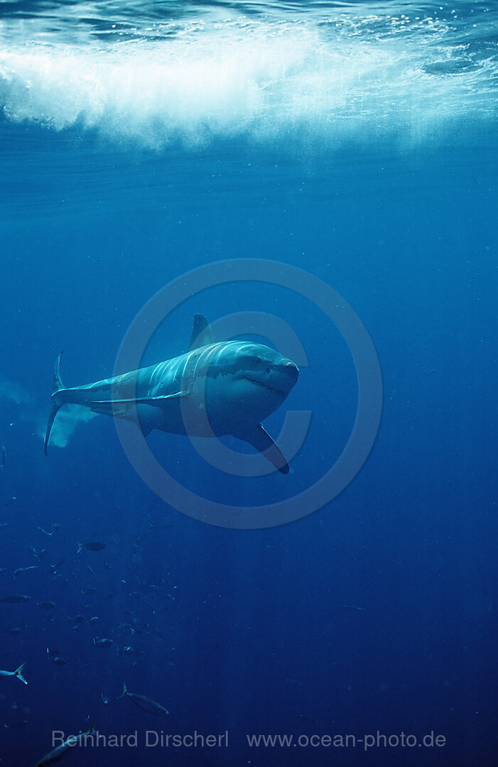 Weisser Hai, Carcharodon carcharias, Pazifischer Ozean, Farallon Inseln, San Francisco Bay, USA, Kalifornien